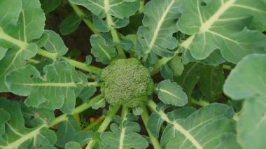 Büyüyen brokolili sebze yatağı, yakın plan. Yüksek kaliteli FullHD görüntüler