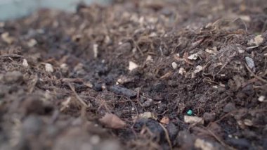 Parlak yeşil tohumlar bir sebze bahçesinin toprağına yakın planda ekilir. Yüksek kaliteli FullHD görüntüler