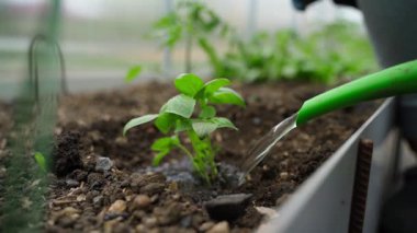 Yavru fesleğen, yavaş çekimde sulama tenekesinden suyla sulanır. Yüksek kaliteli FullHD görüntüler