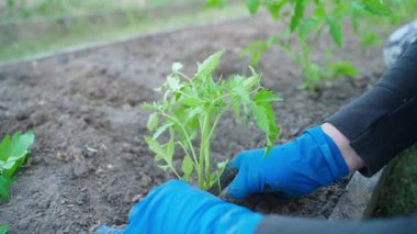 Mavi lastik eldivenli kadın bahçenin toprağına domates tohumu ekiyor, yavaş çekimde. Yüksek kaliteli FullHD görüntüler