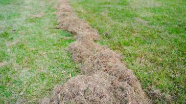 Tırmıklandıktan sonra çimenlikteki kuru sarı çimenler, yakın plan. Kıştan sonra çim bakımı. Yüksek kaliteli FullHD görüntüler