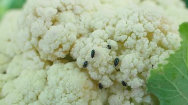 Karnabahar yiyen siyah böcekler. Bahçedeki sebzeler için böcek böcekleri. Yüksek kaliteli FullHD görüntüler