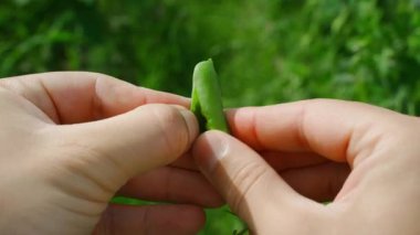 Bir kabuğu bezelyeyle açıyorum, yakın plan. Yüksek kalite 4k görüntü