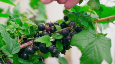 Yakından kuşüzümü topluyorum. Böğürtlen topluyorum. Yüksek kalite 4k görüntü