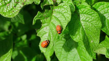 Patates yaprağı yiyen Colorado patates böceğinin kırmızı larvaları, güneşli bir günde yakın plan. Yüksek kalite 4k görüntü
