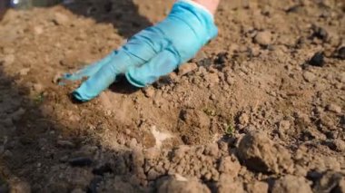 Mavi kauçuk eldivenli bir kadın, güneşli bir günde bahçe yatağının toprağını yavaş çekimde düzleştirir. Yüksek kaliteli FullHD görüntüler