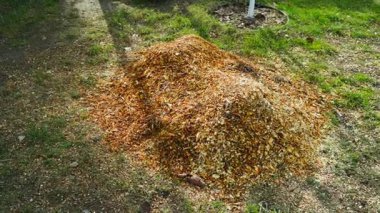 Ağaç dallarını öğütücüde inceledikten sonra sokaktaki odun parçaları. Yüksek kaliteli FullHD görüntüler