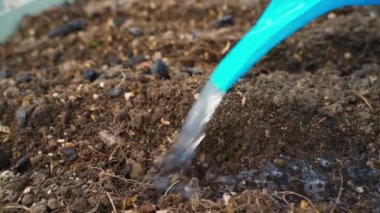 Serada sıraları sulamak, yavaş çekimde yakın çekim. Yüksek kaliteli FullHD görüntüler