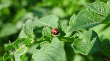 Patates yaprağı yiyen kırmızı larvalar, yakın plan. Yüksek kalite 4k görüntü
