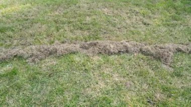 Kış sonrası çimen. Çimleri tırmıkla. Yüksek kaliteli FullHD görüntüler