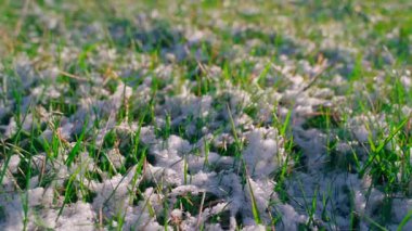 Karda filizlenen yeşil çimenler, yakın plan. Baharda eriyen kar. Yüksek kaliteli FullHD görüntüler