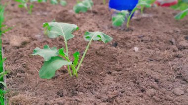 Bahçe yatağında genç lahana fidelerini sulamak. Yüksek kaliteli FullHD görüntüler