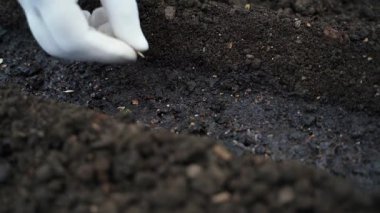 Beyaz eldivenli bir el bezelye yatağına tohum eker, yakın plan. Yüksek kalite 4k görüntü
