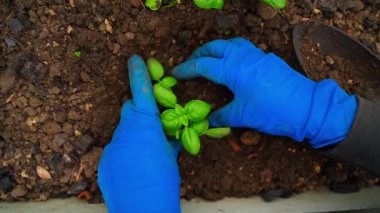 Mavi lastik eldivenli eller fesleğen filizi dikiyorlar, üst manzara. Yüksek kaliteli FullHD görüntüler