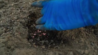 Sebze bahçesi yatağına lahana filizleri dikme süreci, yakın plan. Yüksek kaliteli FullHD görüntüler