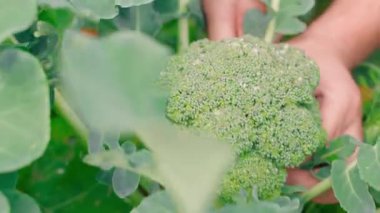 Bahçe yatağında kesilen olgun brokoli, yakın plan. Yüksek kalite 4k görüntü