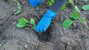 Eller bahçedeki bir yatağa lahana tohumu dikiyor, yakın plan. Yüksek kaliteli FullHD görüntüler