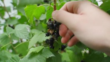 Bir daldan kuşüzümü topluyorum, yakın plan. Yüksek kalite 4k görüntü