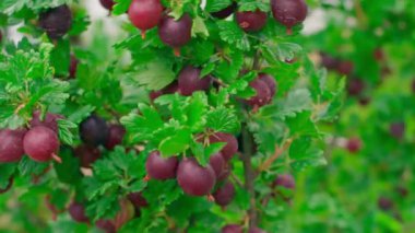 Çalı dalında olgunlaşmış kırmızı bektaşi üzümü hasadı, yakın plan. Yüksek kalite 4k görüntü