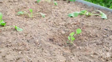 Sebze bahçesinde taze ekilmiş lahana filizleri sulanıyor. Yüksek kalite 4k görüntü