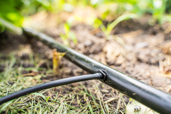 Крупный план соединения труб капельного орошения.