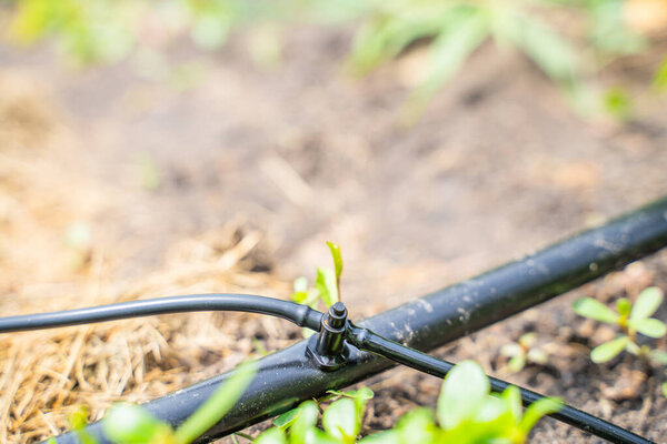 Крупный план соединения труб капельного орошения.