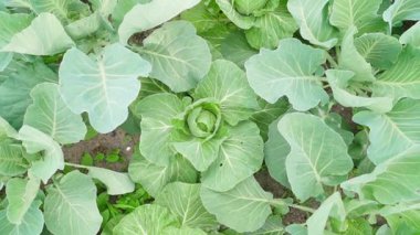 Sebze bahçesinde büyüyen ilk beyaz lahana. Yüksek kaliteli FullHD görüntüler