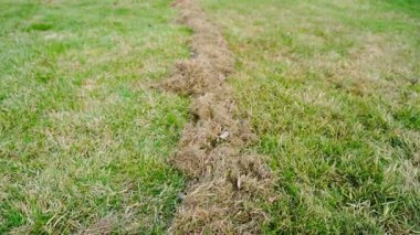 Kış bakımı sonrası çimenlik. Kuru otların çimlerini fırçalıyorum. Yüksek kaliteli FullHD görüntüler