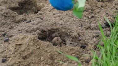 Lastik eldivenli eller lahana fideleri diker, yavaş çekimde. Yüksek kaliteli FullHD görüntüler