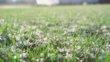 Hafif karla kaplı yeşil çimenler, yakın plan. Yüksek kaliteli FullHD görüntüler