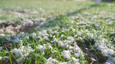 Hafif karla kaplı yeşil çimenler, yakın plan. Yüksek kaliteli FullHD görüntüler