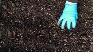 Bahçe yatağında çalışan mavi lastik eldiven, üst manzara. Yüksek kaliteli FullHD görüntüler