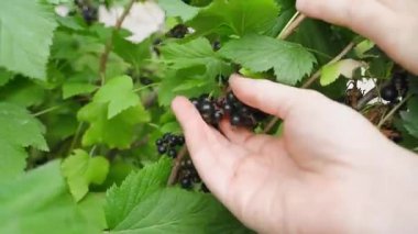 Frenk üzümünü elle toplamak, yakın plan. Yüksek kalite 4k görüntü