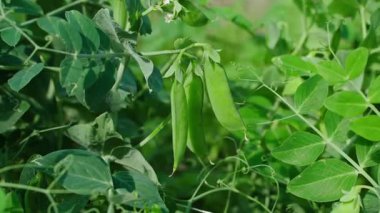 Güneşli bir yaz gününde sebze bahçesinde el yapımı bezelye toplama. Yüksek kalite 4k görüntü