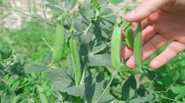 Sebze bahçesindeki bezelye kabuklarına dokunuyor, yakın plan. Yüksek kalite 4k görüntü