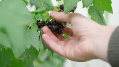 Frenk üzümünü elle toplamak, yakın plan. Yüksek kalite 4k görüntü