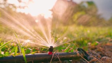 Bir fıskiye suyu püskürtür ve gün batımında çimleri sular, yavaş çekimde. Yüksek kaliteli FullHD görüntüler