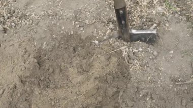 Manzaralı, elinde kürekle bir bahçe yatağı kazıyor. Ağır çekim. Yüksek kaliteli FullHD görüntüler