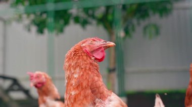 Kahverengi tavuk kameraya bakıyor, yakın çekim, yavaş çekim. Yüksek kaliteli FullHD görüntüler