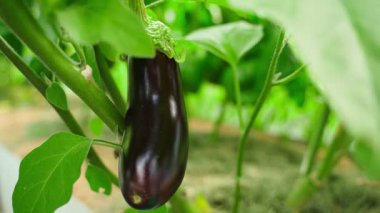 Seradaki bir yataktan el yapımı patlıcan kopartma, yakın plan. Yüksek kalite 4k görüntü