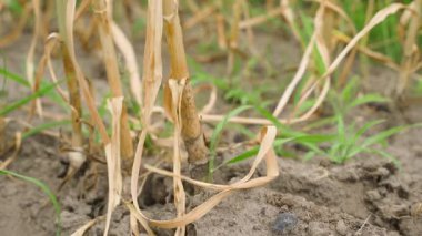 Sarımsak sebze bahçesindeki bir yataktan çıkarılıyor, yakın plan. Yüksek kalite 4k görüntü