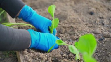 Mavi lastik eldivenli bir kadın sebze bahçesinin toprağına lahana filizleri dikiyor, yakın plan. Yüksek kalite 4k görüntü