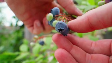 Çalı dalından el yapımı yaban mersini topluyorum, yakın plan. Yüksek kalite 4k görüntü