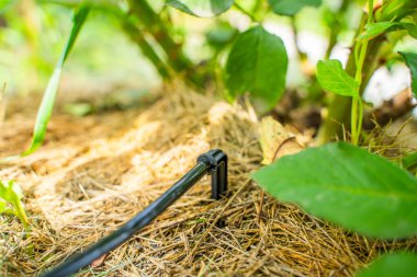 Drip sulama bir gül çalılığına yakın plan uygulanır. Kökün altındaki bitkileri sulamak.