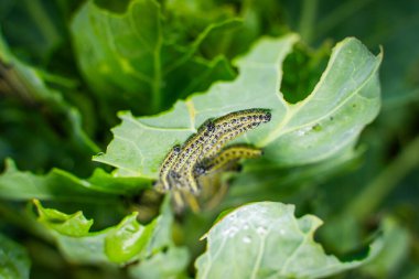 Brüksel lahanası yaprakları yiyen bir sürü tırtıl var..