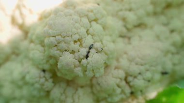 İçinde haşereler olan brokoli çiçekleri, yakın plan. Yüksek kaliteli FullHD görüntüler