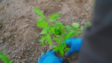 Domates fidelerini yakın plan dikme süreci. Bahçede çalışan mavi eldivenli kadın eller. Yüksek kaliteli FullHD görüntüler