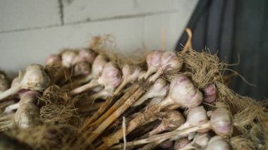 Sarımsak hasadı kuru bir yerde yakın çekim, düzgün kamera hareketi. Yüksek kaliteli FullHD görüntüler