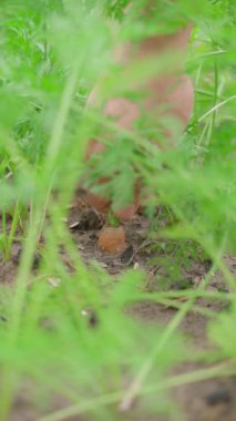 Bahçe yatağından havucun çıkarıldığı dikey video, yavaş çekim. Yüksek kaliteli FullHD görüntüler