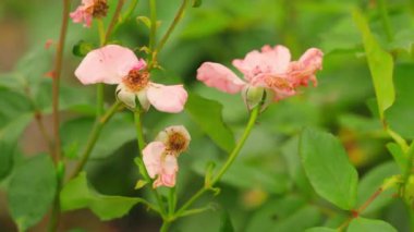 Bir bahçıvan çiçek açan gülleri yakın plan mezhepçilerle keser. Yüksek kalite 4k görüntü